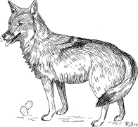 coyote Tudalennau Lliwio Y Gellir Eu Hargraffu